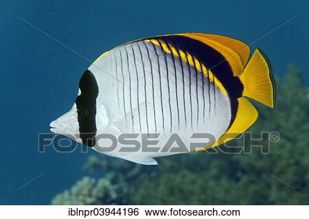 "Lined butterflyfish (Chaetodon lineolatus), Red Sea, Egypt, Africa" View Large Photo Image Stock Photograph - "Lined butterflyfish (Chaetodon lineolatus), Red Sea, Egypt, Africa". Fotosearch
