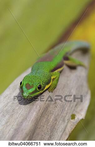 Stock Image - "Lined day gecko (Phelsuma lineata), Andasibe, eastern Madagascar, Madagascar, Africa". Fotosearch