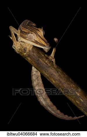 Picture - "Lined Flat-tail Gecko (Uroplatus lineatus) in the rainforest of Marojejy, northeast of Madagascar, Madagascar, Africa". Fotosearch
