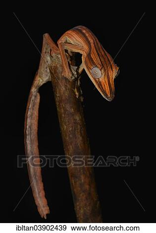 "Lined Leaf-tail Gecko (Uroplatus lineatus), Marojejy National Park, Madagascar, Africa" View Large Photo Image Stock Photo - "Lined Leaf-tail Gecko (Uroplatus lineatus), Marojejy National Park, Madagascar, Africa". Fotosearch