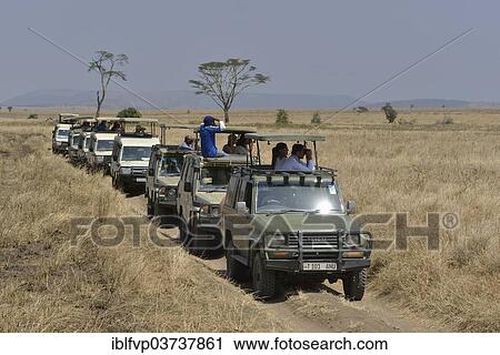 "Lined up safari vehicles with tourists, Serengeti National Park, Serengeti, Tanzania, Africa" View Large Photo Image Stock Image - "Lined up safari vehicles with tourists, Serengeti National Park, Serengeti, Tanzania, Africa". Fotosearch