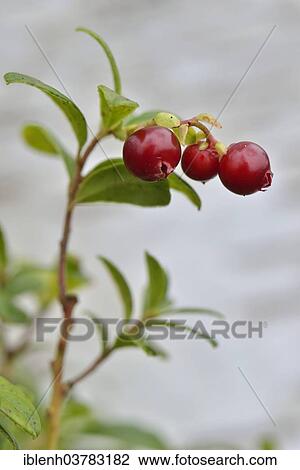 "Lingonberries (Vaccinium vitis-idaea), Emsland, Lower Saxony, Germany, Europe" View Large Photo Image Stock Image - "Lingonberries (Vaccinium vitis-idaea), Emsland, Lower Saxony, Germany, Europe". Fotosearch