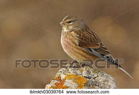 "Linnet (Carduelis cannabina), Naturpark Sinite Kamani, Bulgaria, Europe" View Large Photo Image Picture - "Linnet (Carduelis cannabina), Naturpark Sinite Kamani, Bulgaria, Europe". Fotosearch