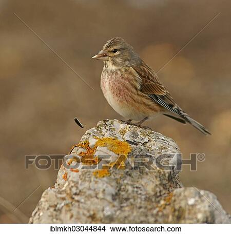 "Linnet (Carduelis cannabina), Naturpark Sinite Kamani, Bulgaria, Europe" View Large Photo Image Picture - "Linnet (Carduelis cannabina), Naturpark Sinite Kamani, Bulgaria, Europe". Fotosearch