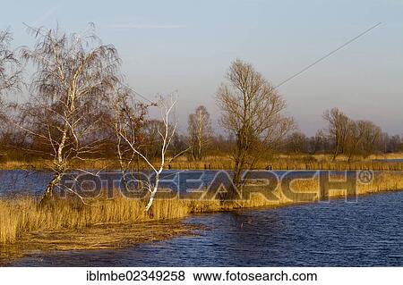 "Linumer Teichland pond landscape, Havelland region, Brandenburg, Germany, Europe" View Large Photo Image Stock Photo - "Linumer Teichland pond landscape, Havelland region, Brandenburg, Germany, Europe". Fotosearch