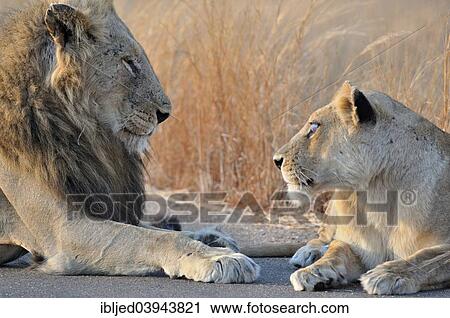 "Lion and Lioness (Panthera leo), lying on the road, looking at each other, Kruger National Park, South Africa, Africa" View Large Photo Image Stock Image - "Lion and Lioness (Panthera leo), lying on the road, looking at each other, Kruger National Park, South Africa, Africa". Fotosearch