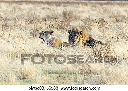 Stock Image - "Lion and lioness (Panthera leo) lying hidden in the tall grass, Etosha National Park, Okaukuejo, Kunene Region, Namibia, Africa". Fotosearch