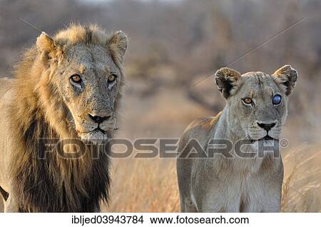 Picture - "Lion and Lioness (Panthera leo), Kruger National Park, South Africa, Africa". Fotosearch