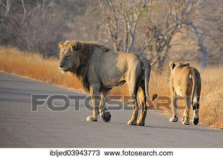 "Lion and Lioness (Panthera leo) walking on the road, Kruger National Park, South Africa, Africa" View Large Photo Image Stock Image - "Lion and Lioness (Panthera leo) walking on the road, Kruger National Park, South Africa, Africa". Fotosearch