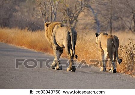 "Lion and Lioness (Panthera leo) walking on the road, Kruger National Park, South Africa, Africa" View Large Photo Image Stock Photo - "Lion and Lioness (Panthera leo) walking on the road, Kruger National Park, South Africa, Africa". Fotosearch