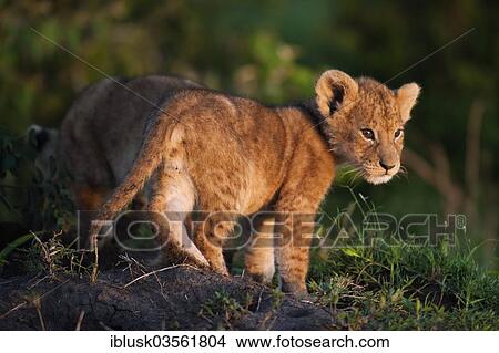 "Lion cub (Panthera leo) in the early morning light, Massai Mara, Serengeti, Rift Valley province, Kenya, Africa" View Large Photo Image Picture - "Lion cub (Panthera leo) in the early morning light, Massai Mara, Serengeti, Rift Valley province, Kenya, Africa". Fotosearch