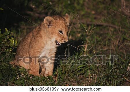 "Lion cub (Panthera leo) in the early morning light, Massai Mara, Serengeti, Rift Valley province, Kenya, Africa" View Large Photo Image Stock Photo - "Lion cub (Panthera leo) in the early morning light, Massai Mara, Serengeti, Rift Valley province, Kenya, Africa". Fotosearch