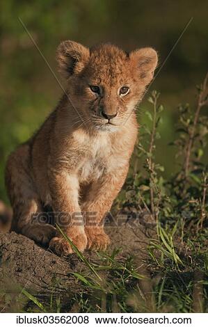 "Lion cub (Panthera leo) in the early morning light, Massai Mara, Serengeti, Rift Valley province, Kenya, Africa" View Large Photo Image Stock Photo - "Lion cub (Panthera leo) in the early morning light, Massai Mara, Serengeti, Rift Valley province, Kenya, Africa". Fotosearch