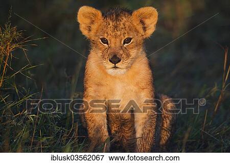 Stock Photo - "Lion cub (Panthera leo) in the early morning light, Massai Mara, Serengeti, Rift Valley province, Kenya, Africa". Fotosearch