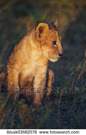 "Lion cub (Panthera leo) in the early morning light, Massai Mara, Serengeti, Rift Valley province, Kenya, Africa" View Large Photo Image Stock Photo - "Lion cub (Panthera leo) in the early morning light, Massai Mara, Serengeti, Rift Valley province, Kenya, Africa". Fotosearch