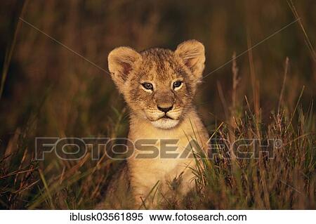 "Lion cub (Panthera leo) in the early morning light, Massai Mara, Serengeti, Rift Valley province, Kenya, Africa" View Large Photo Image Stock Photography - "Lion cub (Panthera leo) in the early morning light, Massai Mara, Serengeti, Rift Valley province, Kenya, Africa". Fotosearch