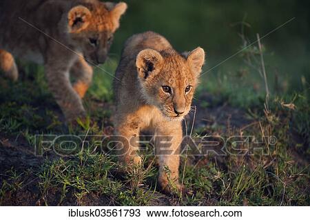 "Lion cubs (Panthera leo) in the early morning light, Massai Mara, Serengeti, Rift Valley province, Kenya, Africa" View Large Photo Image Stock Image - "Lion cubs (Panthera leo) in the early morning light, Massai Mara, Serengeti, Rift Valley province, Kenya, Africa". Fotosearch