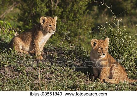 "Lion cubs (Panthera leo) in the early morning light, Massai Mara, Serengeti, Rift Valley province, Kenya, Africa" View Large Photo Image Stock Photo - "Lion cubs (Panthera leo) in the early morning light, Massai Mara, Serengeti, Rift Valley province, Kenya, Africa". Fotosearch