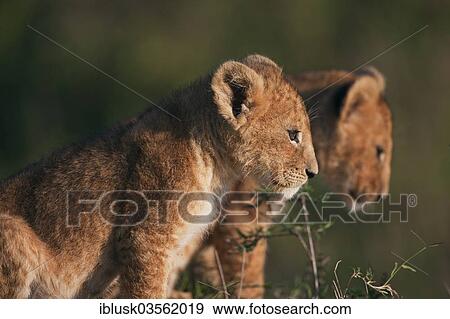 "Lion cubs (Panthera leo) in the early morning light, Massai Mara, Serengeti, Rift Valley province, Kenya, Africa" View Large Photo Image Stock Photo - "Lion cubs (Panthera leo) in the early morning light, Massai Mara, Serengeti, Rift Valley province, Kenya, Africa". Fotosearch