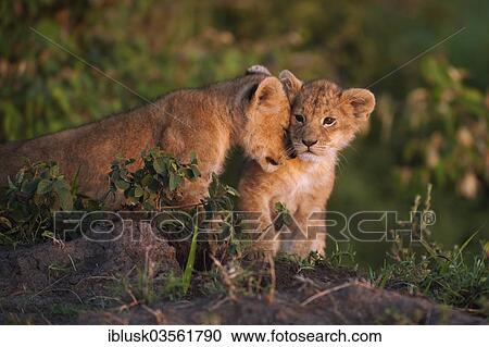 "Lion cubs (Panthera leo) snuggling up to each other in the early morning light, Massai Mara, Serengeti, Rift Valley province, Kenya, Africa" View Large Photo Image Stock Image - "Lion cubs (Panthera leo) snuggling up to each other in the early morning light, Massai Mara, Serengeti, Rift Valley province, Kenya, Africa". Fotosearch