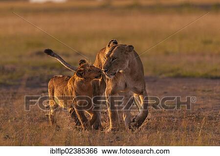 "Lion (Panthera leo), adult female and cub, in morning light, Massai Mara, Serengeti, Rift Valley province, Kenya, Africa" View Large Photo Image Stock Photograph - "Lion (Panthera leo), adult female and cub, in morning light, Massai Mara, Serengeti, Rift Valley province, Kenya, Africa". Fotosearch
