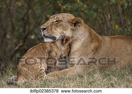 "Lion (Panthera leo), adult female with cub, nuzzling, Massai Mara, Serengeti, Rift Valley province, Kenya, Africa" View Large Photo Image Stock Photo - "Lion (Panthera leo), adult female with cub, nuzzling, Massai Mara, Serengeti, Rift Valley province, Kenya, Africa". Fotosearch