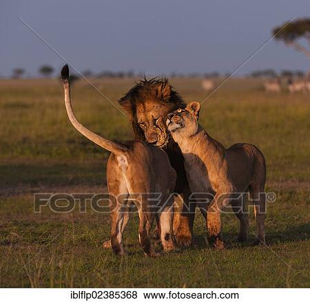 "Lion (Panthera leo), adult male and females, nuzzling, in morning light, Massai Mara, Serengeti, Rift Valley province, Kenya, Africa" View Large Photo Image Stock Photo - "Lion (Panthera leo), adult male and females, nuzzling, in morning light, Massai Mara, Serengeti, Rift Valley province, Kenya, Africa". Fotosearch
