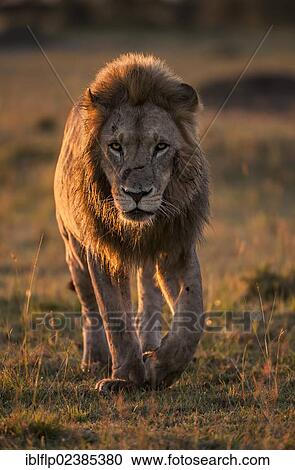 "Lion (Panthera leo), adult male, walking on grassland plains in morning light, Massai Mara, Serengeti, Rift Valley province, Kenya, Africa" View Large Photo Image Stock Image - "Lion (Panthera leo), adult male, walking on grassland plains in morning light, Massai Mara, Serengeti, Rift Valley province, Kenya, Africa". Fotosearch