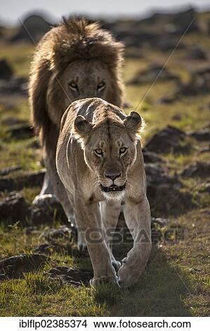 "Lion (Panthera leo), adult pair, walking downhill towards stream, Massai Mara, Serengeti, Rift Valley province, Kenya, Africa" View Large Photo Image Picture - "Lion (Panthera leo), adult pair, walking downhill towards stream, Massai Mara, Serengeti, Rift Valley province, Kenya, Africa". Fotosearch