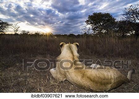 "Lion (Panthera leo), at sunset, young animal, 2 years, Antelope Park, near Gweru, Zimbabwe, Africa" View Large Photo Image Stock Image - "Lion (Panthera leo), at sunset, young animal, 2 years, Antelope Park, near Gweru, Zimbabwe, Africa". Fotosearch