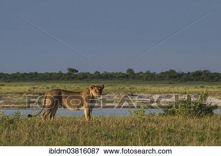 Stock Photo - "Lion (Panthera leo) at waterhole, Namutoni, Etosha National Park, Namibia, Africa". Fotosearch