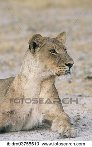 Stock Image - "Lion (Panthera leo), Chobe Waterfront, Chobe National Park, North-West District, Botswana, Africa". Fotosearch