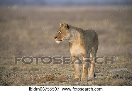 Stock Photo - "Lion (Panthera leo), Chobe Waterfront, Chobe National Park, North-West District, Botswana, Africa". Fotosearch