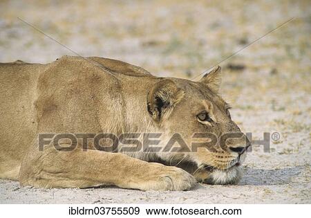 Stock Photo - "Lion (Panthera leo), Chobe Waterfront, Chobe National Park, North-West District, Botswana, Africa". Fotosearch