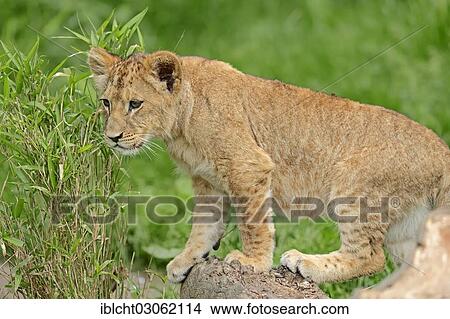 "Lion (Panthera leo) cub, captive, Germany, Europe" View Large Photo Image Picture - "Lion (Panthera leo) cub, captive, Germany, Europe". Fotosearch