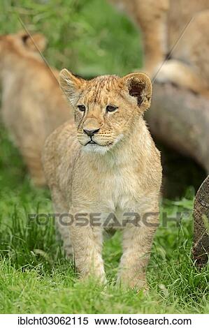 "Lion (Panthera leo) cub, captive, Germany, Europe" View Large Photo Image Stock Photography - "Lion (Panthera leo) cub, captive, Germany, Europe". Fotosearch