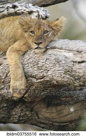"Lion (Panthera leo), cub, Chobe National Park, Savute, North-West District, Botswana, Africa" View Large Photo Image Stock Photograph - "Lion (Panthera leo), cub, Chobe National Park, Savute, North-West District, Botswana, Africa". Fotosearch