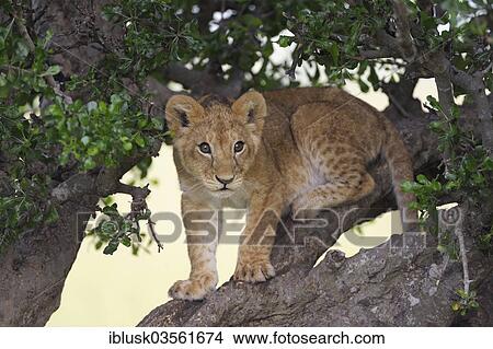 "Lion (Panthera leo) cub climbing in a tree, Massai Mara, Serengeti, Rift Valley province, Kenya, Africa" View Large Photo Image Picture - "Lion (Panthera leo) cub climbing in a tree, Massai Mara, Serengeti, Rift Valley province, Kenya, Africa". Fotosearch