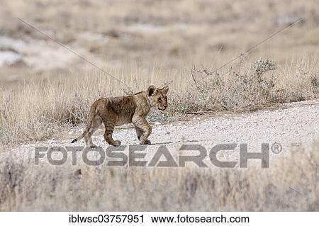 "Lion (Panthera leo), cub, Etosha National Park, Okaukuejo, Kunene Region, Namibia, Africa" View Large Photo Image Stock Image - "Lion (Panthera leo), cub, Etosha National Park, Okaukuejo, Kunene Region, Namibia, Africa". Fotosearch