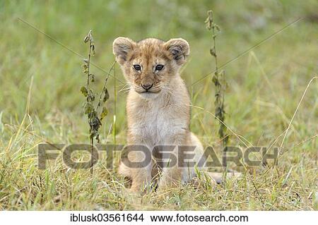 "Lion (Panthera leo) cub, Massai Mara, Serengeti, Rift Valley province, Kenya, Africa" View Large Photo Image Picture - "Lion (Panthera leo) cub, Massai Mara, Serengeti, Rift Valley province, Kenya, Africa". Fotosearch