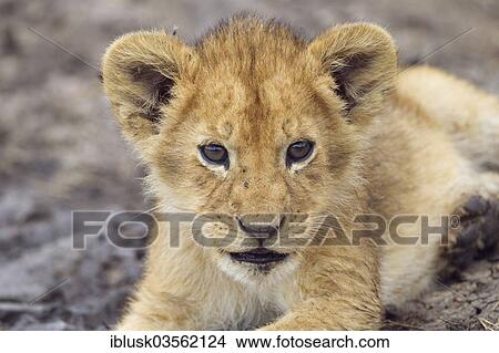 Picture - "Lion (Panthera leo) cub, Massai Mara, Serengeti, Rift Valley province, Kenya, Africa". Fotosearch