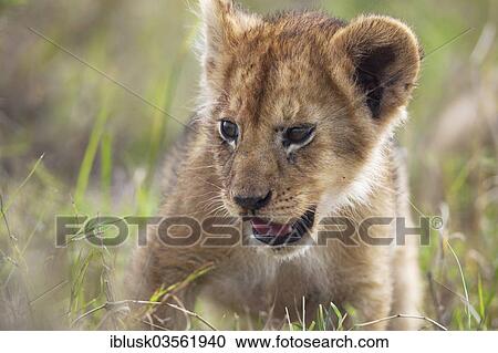 "Lion (Panthera leo) cub, Massai Mara, Serengeti, Rift Valley province, Kenya, Africa" View Large Photo Image Stock Image - "Lion (Panthera leo) cub, Massai Mara, Serengeti, Rift Valley province, Kenya, Africa". Fotosearch