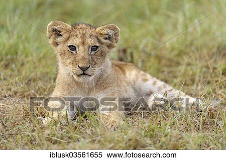 "Lion (Panthera leo) cub, Massai Mara, Serengeti, Rift Valley province, Kenya, Africa" View Large Photo Image Stock Photography - "Lion (Panthera leo) cub, Massai Mara, Serengeti, Rift Valley province, Kenya, Africa". Fotosearch