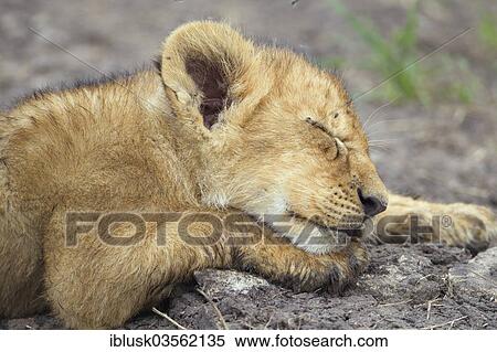 Stock Photography - "Lion (Panthera leo) cub, sleeping, Massai Mara, Serengeti, Rift Valley province, Kenya, Africa". Fotosearch