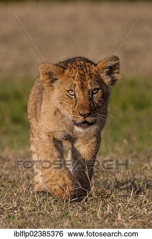 "Lion (Panthera leo), cub, walking, Massai Mara, Serengeti, Rift Valley province, Kenya, Africa" View Large Photo Image Stock Photograph - "Lion (Panthera leo), cub, walking, Massai Mara, Serengeti, Rift Valley province, Kenya, Africa". Fotosearch