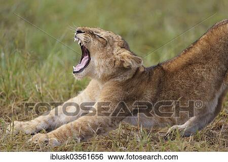 Stock Photograph - "Lion (Panthera leo) cub, yawning, Massai Mara, Serengeti, Rift Valley province, Kenya, Africa". Fotosearch
