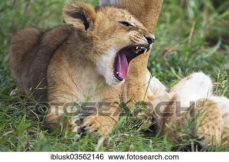 Stock Photograph - "Lion (Panthera leo) cub, yawning, Massai Mara, Serengeti, Rift Valley province, Kenya, Africa". Fotosearch
