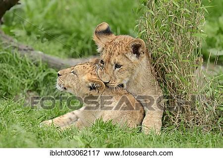 "Lion (Panthera leo) cubs playing, captive, Germany, Europe" View Large Photo Image Stock Photo - "Lion (Panthera leo) cubs playing, captive, Germany, Europe". Fotosearch