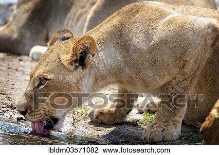 "Lion (Panthera leo) drinking from a waterhole, Nxai Pan National Park, Botswana, Africa" View Large Photo Image Stock Image - "Lion (Panthera leo) drinking from a waterhole, Nxai Pan National Park, Botswana, Africa". Fotosearch