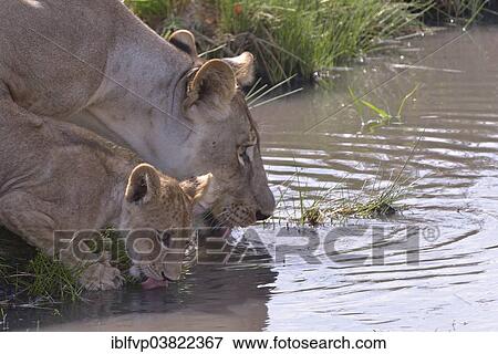 "Lion (Panthera leo) drinking, young with mother, Nsefu sector, South Luangwa National Park, Zambia, Africa" View Large Photo Image Stock Photo - "Lion (Panthera leo) drinking, young with mother, Nsefu sector, South Luangwa National Park, Zambia, Africa". Fotosearch